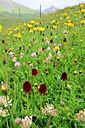 BUITEN BEELD Foto: 447039