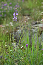 BUITEN BEELD Foto: 447040