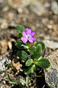 BUITEN BEELD Foto: 447042