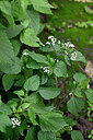 BUITEN BEELD Foto: 447046