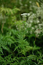 BUITEN BEELD Foto: 447059