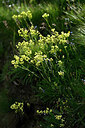BUITEN BEELD Foto: 447069