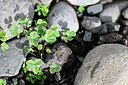 BUITEN BEELD Foto: 447070