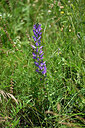 BUITEN BEELD Foto: 447071