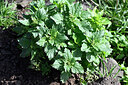 BUITEN BEELD Foto: 447076