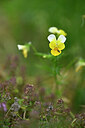 BUITEN BEELD Foto: 447082