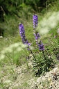 BUITEN BEELD Foto: 447093