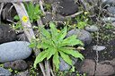 BUITEN BEELD Foto: 447096