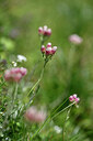 BUITEN BEELD Foto: 447110