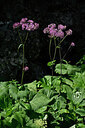 BUITEN BEELD Foto: 447115