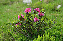 BUITEN BEELD Foto: 447140