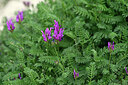 BUITEN BEELD Foto: 447143