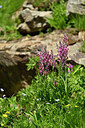 BUITEN BEELD Foto: 447157