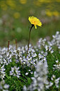 BUITEN BEELD Foto: 447165