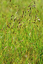 BUITEN BEELD Foto: 447169