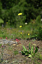 BUITEN BEELD Foto: 447180