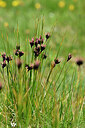 BUITEN BEELD Foto: 447182