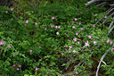 BUITEN BEELD Foto: 447189