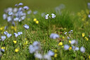 BUITEN BEELD Foto: 447191