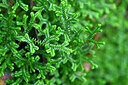 BUITEN BEELD Foto: 447194