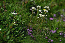 BUITEN BEELD Foto: 447197