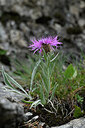 BUITEN BEELD Foto: 447203