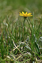 BUITEN BEELD Foto: 447204