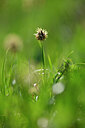 BUITEN BEELD Foto: 447206