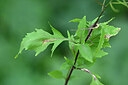 BUITEN BEELD Foto: 447209