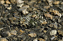 BUITEN BEELD Foto: 447223