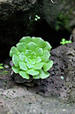 BUITEN BEELD Foto: 447224