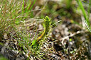 BUITEN BEELD Foto: 447226