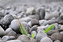 BUITEN BEELD Foto: 447227