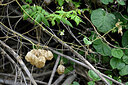 BUITEN BEELD Foto: 447228
