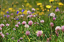 BUITEN BEELD Foto: 447230