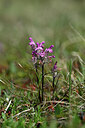 BUITEN BEELD Foto: 447231