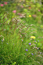 BUITEN BEELD Foto: 447234