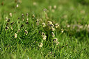 BUITEN BEELD Foto: 447237