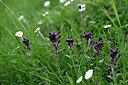 BUITEN BEELD Foto: 447241