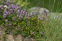 BUITEN BEELD Foto: 447244