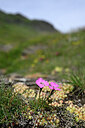 BUITEN BEELD Foto: 447247