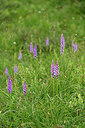 BUITEN BEELD Foto: 447248