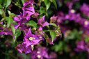 BUITEN BEELD Foto: 447252