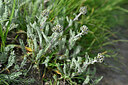 BUITEN BEELD Foto: 447262