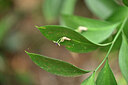 BUITEN BEELD Foto: 447266