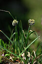 BUITEN BEELD Foto: 447272