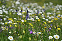BUITEN BEELD Foto: 447274
