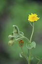 BUITEN BEELD Foto: 447283