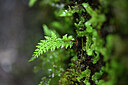 BUITEN BEELD Foto: 447285