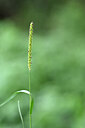 BUITEN BEELD Foto: 447293